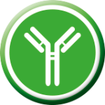 Immunobalanserande mikrobiota Immunobalanserande mikrobiota