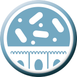Muconutritiv mikrobiota