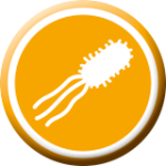 Proteolytisk mikrobiota